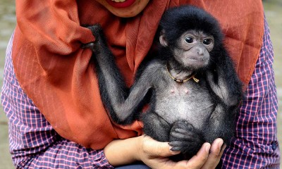 Bayi Siamang di Jambi Ditelantarkan Induknya Setelah Dilahirkan