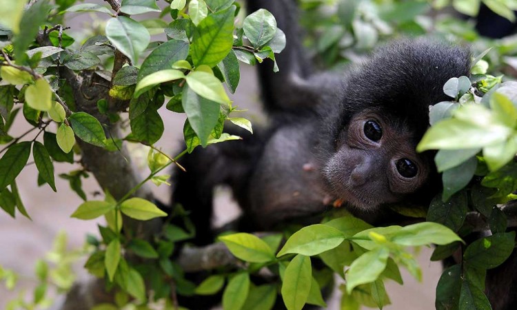 Bayi Siamang di Jambi Ditelantarkan Induknya Setelah Dilahirkan