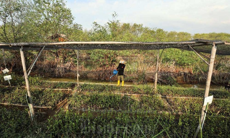 Konservasi Mangrove Oleh Bank Mandiri di Pekalongan