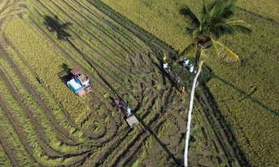 Hasil Panen Padi di Sulawesi Meningkat Mencapai 5 Ton Per Hektare