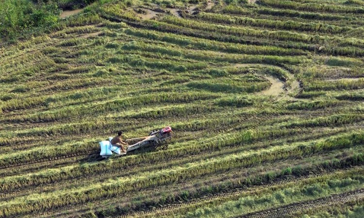 Hasil Panen Padi di Sulawesi Meningkat Mencapai 5 Ton Per Hektare