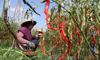 Petani Cabai di Jombang Jual Langsung Hasil Panen ke Pasar