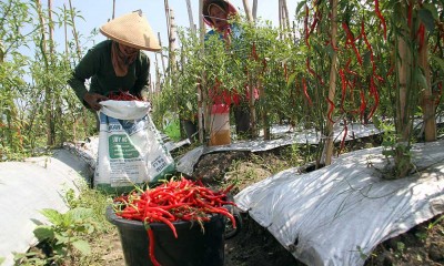 Petani Cabai di Jombang Jual Langsung Hasil Panen ke Pasar