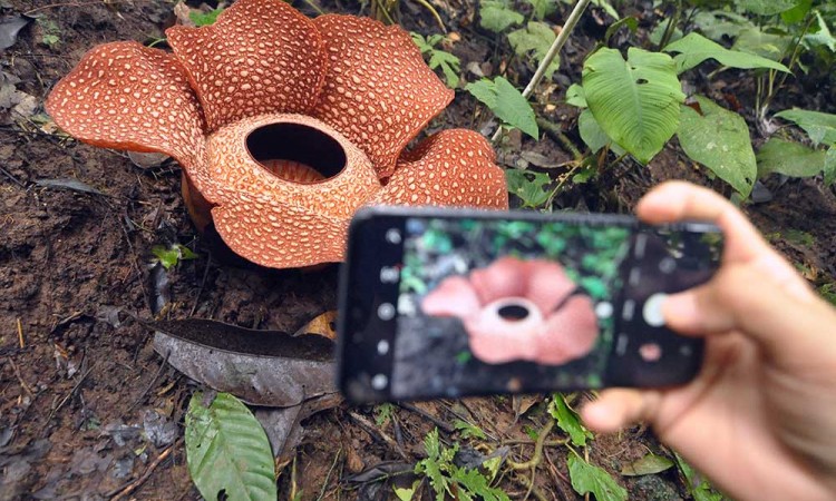 Bunga Rafflesia Arnoldi Raksasa Mekar Sempurna di Bengkulu