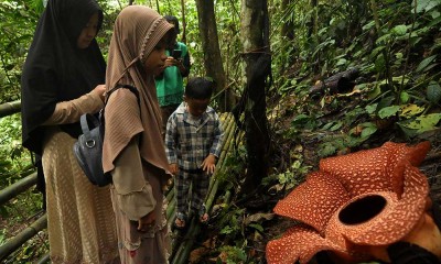 Bunga Rafflesia Arnoldi Raksasa Mekar Sempurna di Bengkulu