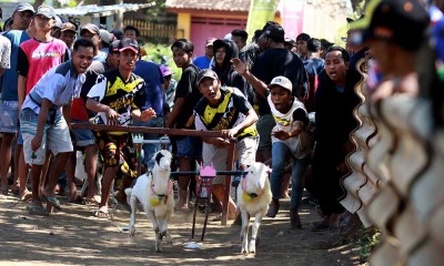 Keseruan Karapan Kambing di Kota Probolinggo Jawa Timur
