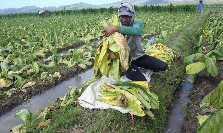 Ribuan Hektare Lahan Tembakau di Jember Terancam Gagal Panen