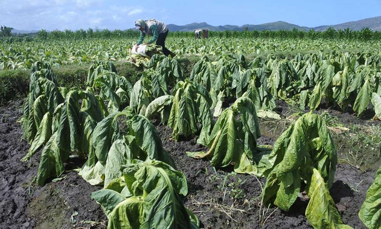 Ribuan Hektare Lahan Tembakau di Jember Terancam Gagal Panen