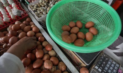 Harga Telur Ayam Ras Mulai Merangkak Naik