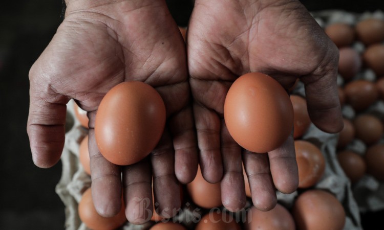 Harga Telur Ayam Ras Mulai Merangkak Naik