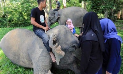 Mengenal Lebih Dekat Kehidupan Gajah di Aceh