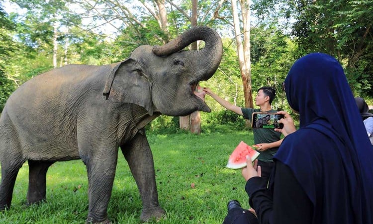 Mengenal Lebih Dekat Kehidupan Gajah di Aceh