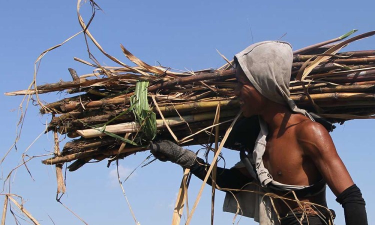 Produksi Tebu di Jawa Timur Menjadi Yang Tertinggi Nasional Mencapai 17.362.620 Ton Pada 2022