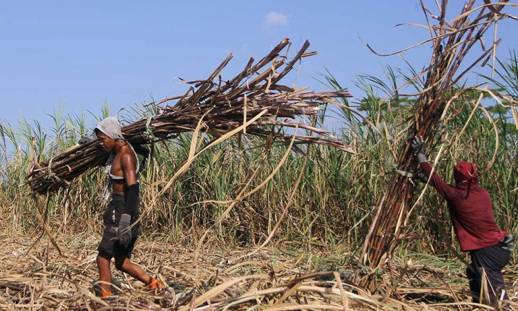 Produksi Tebu di Jawa Timur Menjadi Yang Tertinggi Nasional Mencapai 17.362.620 Ton Pada 2022