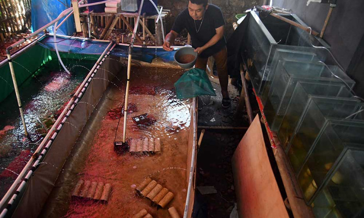 Budidaya Lobster Air Tawar di Bogor Mampu Menghasilkan 50 Kilogram Per Minggu