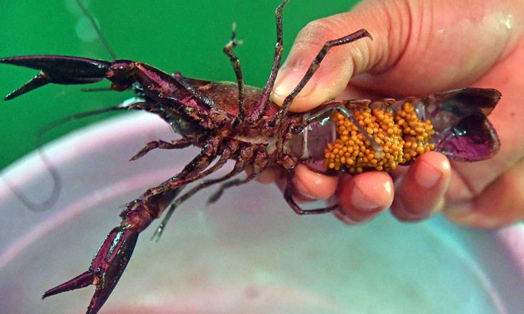 Budidaya Lobster Air Tawar di Bogor Mampu Menghasilkan 50 Kilogram Per Minggu