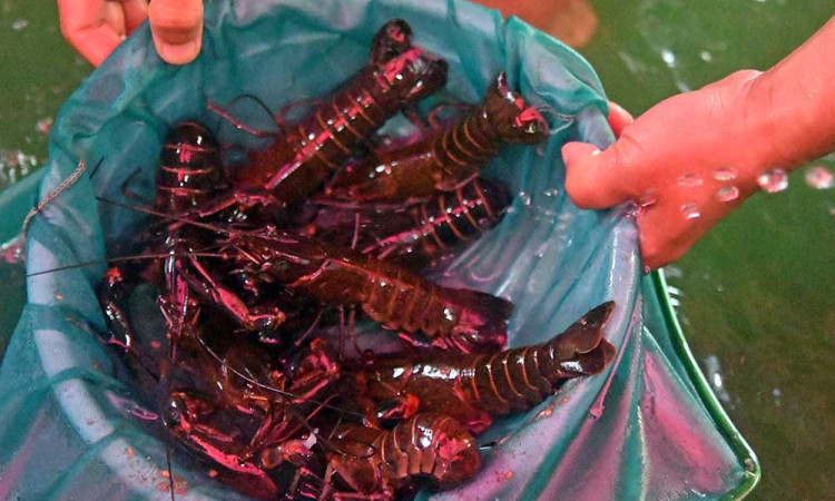 Budidaya Lobster Air Tawar di Bogor Mampu Menghasilkan 50 Kilogram Per Minggu