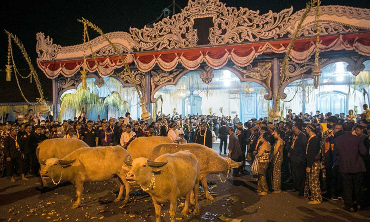 Kerbau Pusaka Keraton Kasunanan Kyai Slamet Dikirab Saat Malam Satu Suro