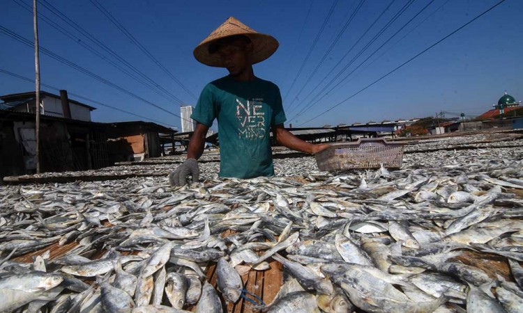Produksi Ikan Asin di Jakarta Menurun Akibat Tingginya Harga Garam