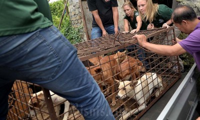 Penyelamatan Anjing di Tomohon