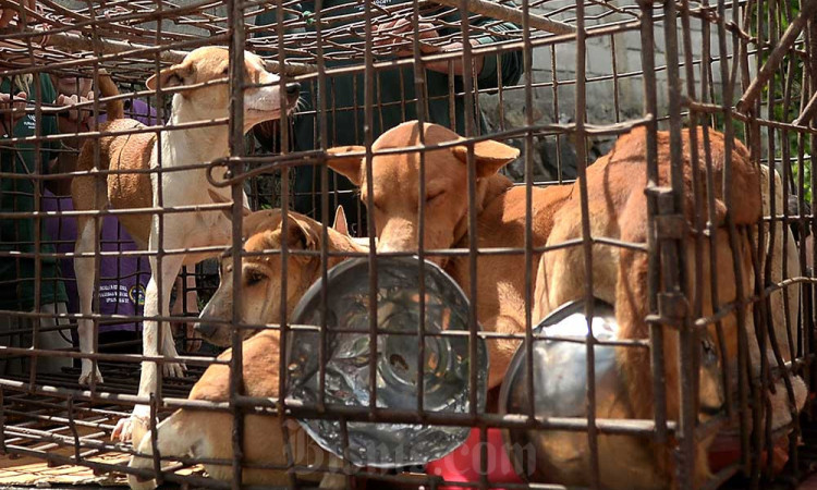 Penyelamatan Anjing di Tomohon