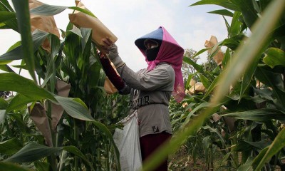 Petani di Jombang Lakukan Penyerbukan Silang Buatan Untuk Jagung Agar Panen Lebih Cepat