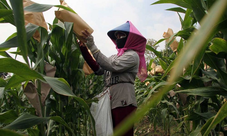 Petani di Jombang Lakukan Penyerbukan Silang Buatan Untuk Jagung Agar Panen Lebih Cepat