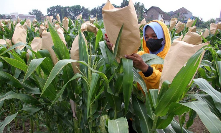 Petani di Jombang Lakukan Penyerbukan Silang Buatan Untuk Jagung Agar Panen Lebih Cepat