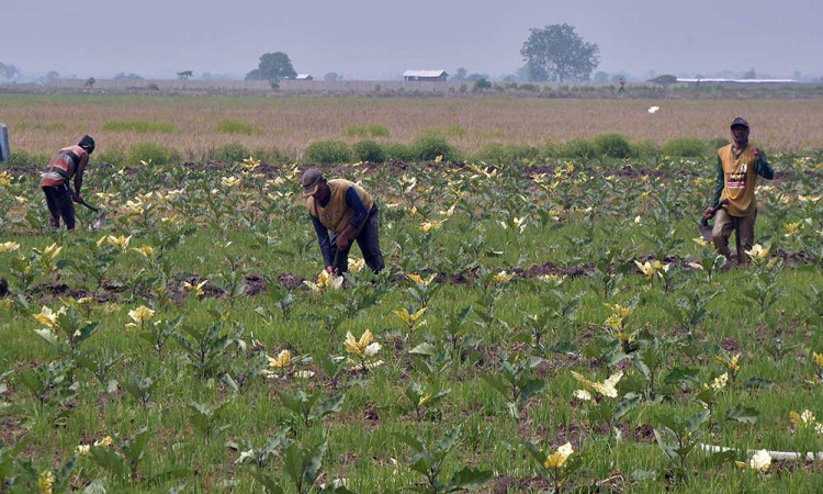 Masuk Musim Kemarau, Petani di Bekasi Beralih Menanam Palawija