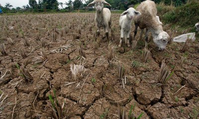 Sejumlah Wilayah di Indonesia Kekeringan Akibat Fenomena El Nino 