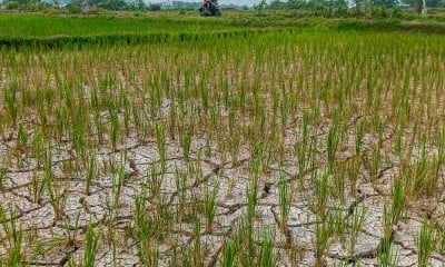 Puluhan Hektare Sawah di Banten Mengalami Kekeringan