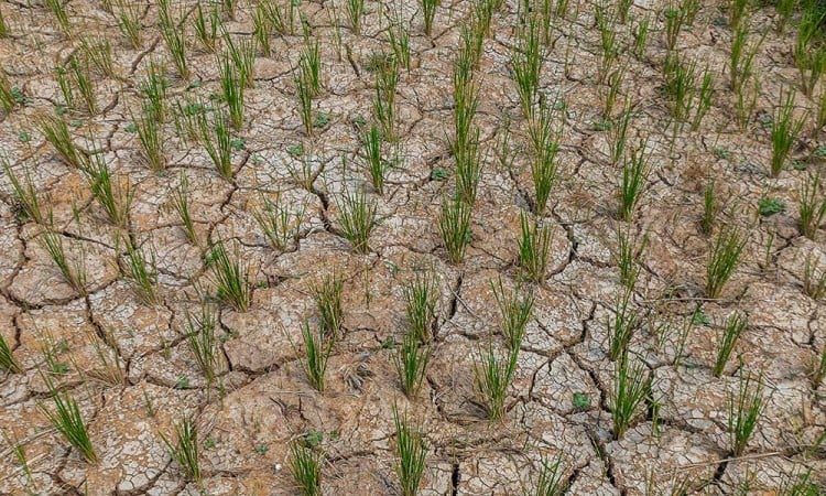 Puluhan Hektare Sawah di Banten Mengalami Kekeringan