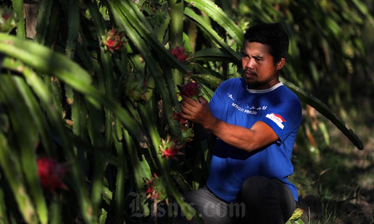 Budidaya buah Naga Menggunakan Metode Penyinaran Lampu