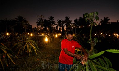 Budidaya buah Naga Menggunakan Metode Penyinaran Lampu