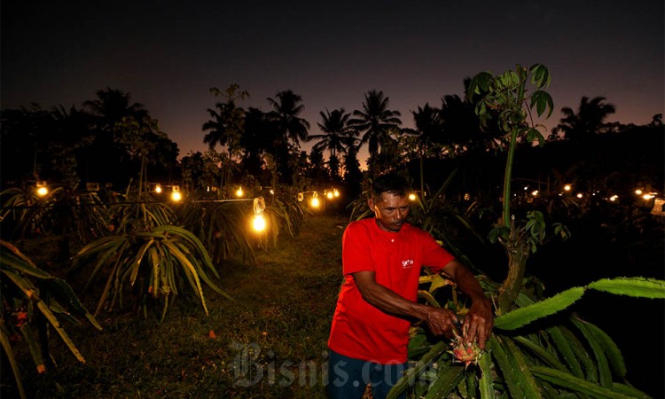 Budidaya buah Naga Menggunakan Metode Penyinaran Lampu