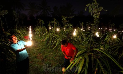 Budidaya buah Naga Menggunakan Metode Penyinaran Lampu