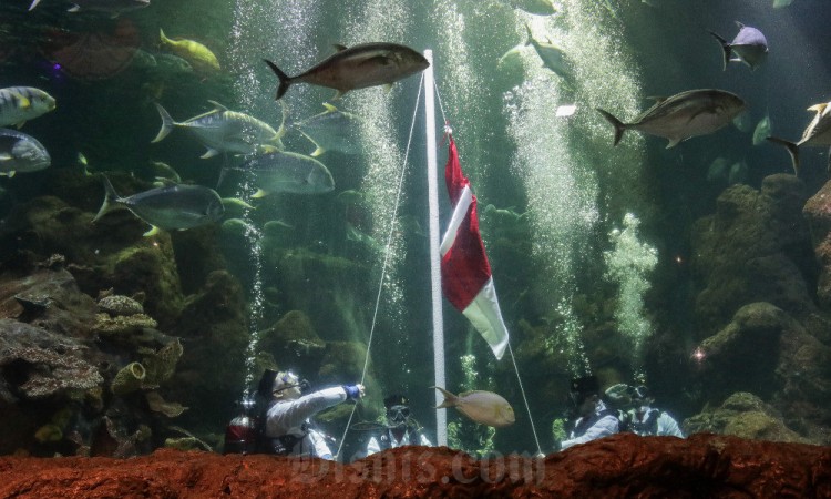 Taman Impian Jaya Ancol Akan Mengibarkan Bendera Merah Putih di Akuarium Sea World