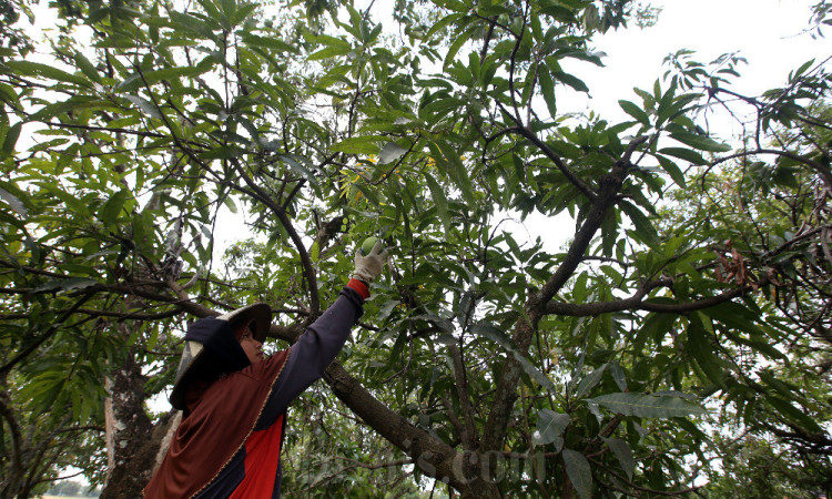 Pemkab Sumedang Akan Kembangkan Sistem Integrated Farming Komoditas Mangga Gedong Gincu