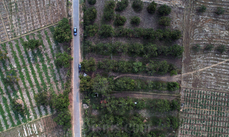 Pemkab Sumedang Akan Kembangkan Sistem Integrated Farming Komoditas Mangga Gedong Gincu