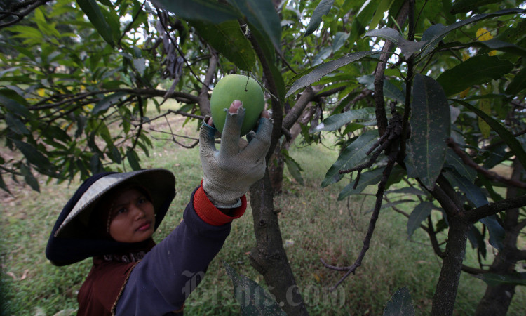 Pemkab Sumedang Akan Kembangkan Sistem Integrated Farming Komoditas Mangga Gedong Gincu