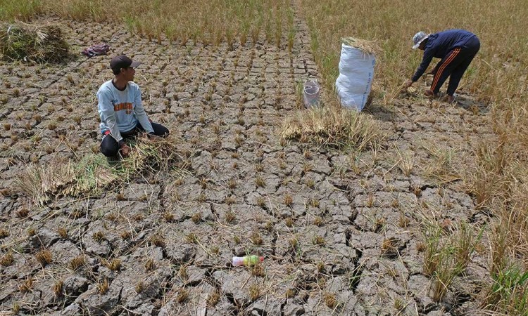 Petani Padi di Jawa Tengah Gagal Panen Akibat Kekurangan Pasokan Air