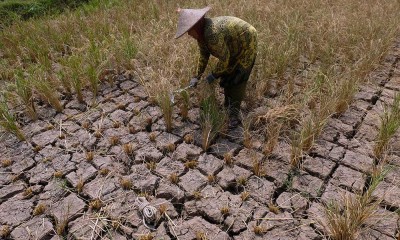 Petani Padi di Jawa Tengah Gagal Panen Akibat Kekurangan Pasokan Air