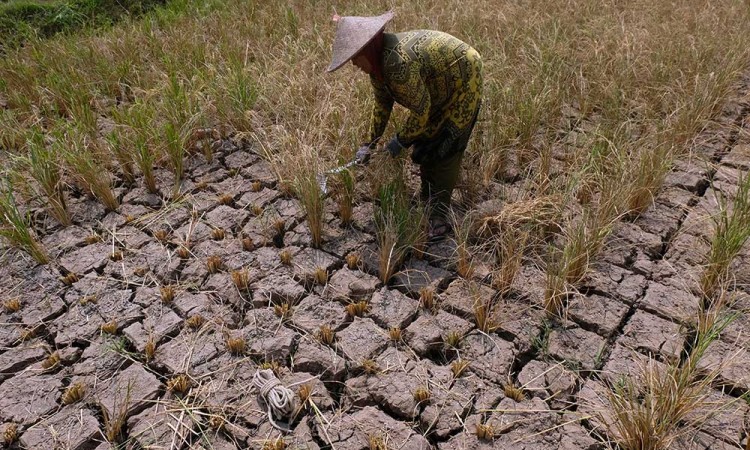 Petani Padi di Jawa Tengah Gagal Panen Akibat Kekurangan Pasokan Air