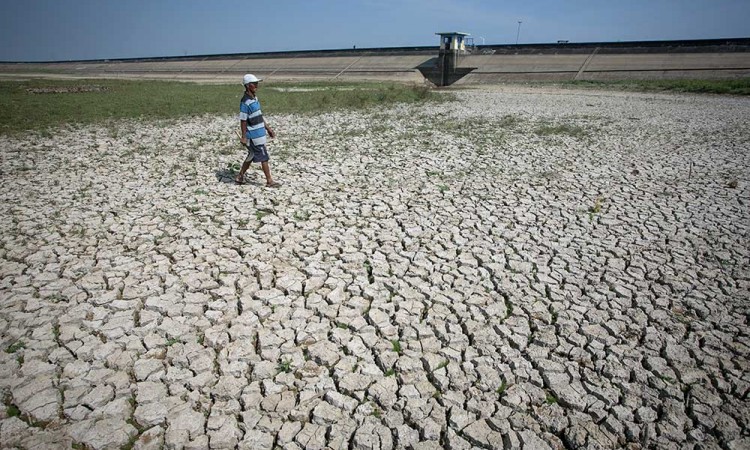 Waduk Botok di Jawa Tengah Mulai Mengering Akibat Musim Kemarau