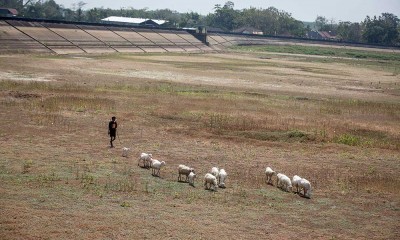 Waduk Botok di Jawa Tengah Mulai Mengering Akibat Musim Kemarau