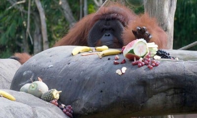 Kampanye Konservasi Cinta Orangutan di Bali