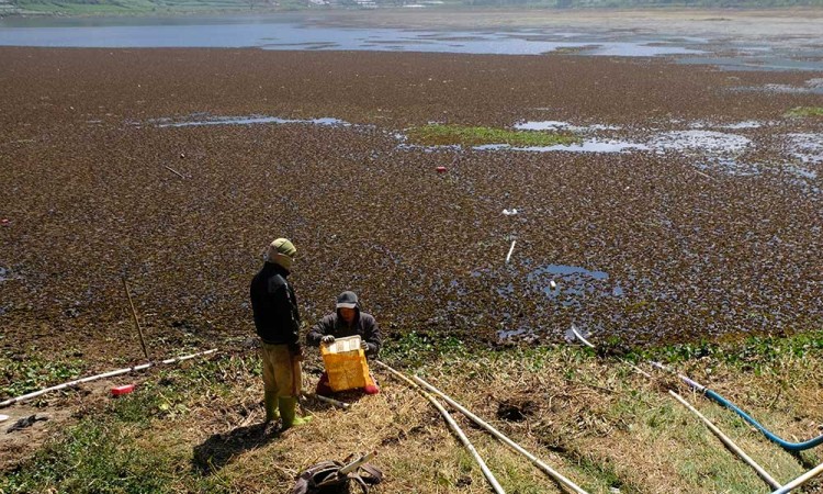 Air di Telaga Merdada kawasan dataran Tinggi Dieng Menyusut Drastis