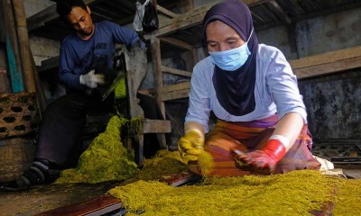 Begini Proses Pembuatan Tembakau Garangan di Wonosobo