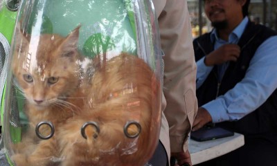 Antisipasi Penyebaran Penyakit Rabies di Jakarta