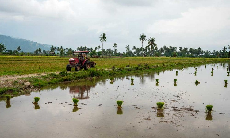 Rencana Penambahan Areal Tanam Padi di Sulteng